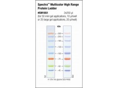 SM0671Fermentas預(yù)染蛋白Marker WB實(shí)驗(yàn)