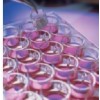 Millipore插入式细胞培养小室