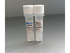 Protein A+G Sepharose Beads