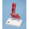 人体解剖模型-食管疾病模型，标准