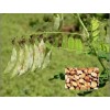 黄芪提取 黄芪多糖 找专业植提生产厂商宝鸡浩翔生物