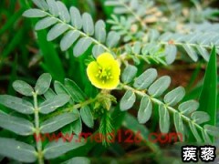 宝鸡浩翔生物 刺蒺藜提取 总皂甙类物质 找专业植提生产厂商