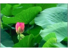 宝鸡浩翔生物 荷叶提取活性物质 找专业植物提取物生产工厂