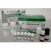 大鼠内脂素试剂盒