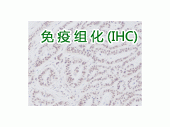 代做免疫组化，代做免疫组织化学，代做IHC实验