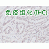 代做免疫组化，代做免疫组织化学，代做IHC实验