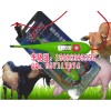 兽用温度表哪里有卖? 猪用电子温度表，电子体温表