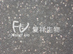 UMNSAH/DF-1胚 鸡胎成纤维细胞 ATCC细胞C