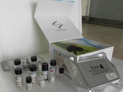 Human CASP5 ELISA kit