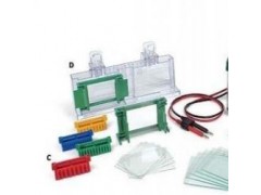 小型垂直电泳槽 转印槽 电泳仪  Mini-PROTEAN