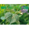 BYT/FSR2-HW多通道红外测温系统