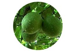 　罗汉果提取物，罗汉果甜甙
