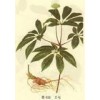 供应三七茎叶总皂苷