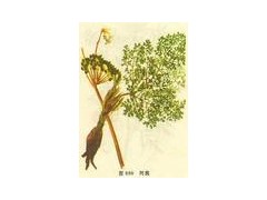 供应阿魏酸Ferulic acid