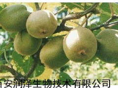 猕猴桃提取物