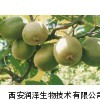 猕猴桃提取物