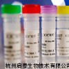 CEA抗體，CEA抗體產品，CEA抗體價格