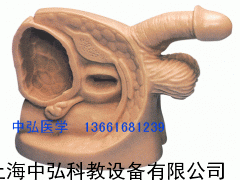 男女性外生殖器导尿模型、导尿示教模型、男女导尿模型