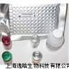人干扰素β（IFN-β）ELISA试剂盒
