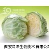 卷心菜提取物