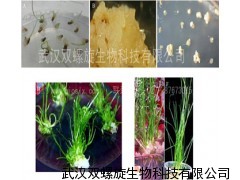 拟南芥转基因,实验室定制服务