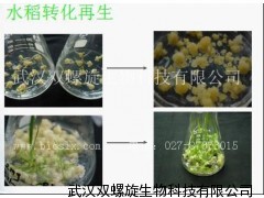 水稻遗传转化,技术服务