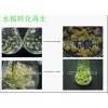 水稻遗传转化,技术服务