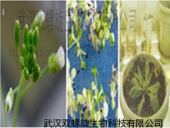 拟南芥转基因相关技术服务,拟南芥转基因