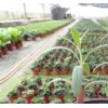 植物快繁技术服务,植物快繁,快繁技术