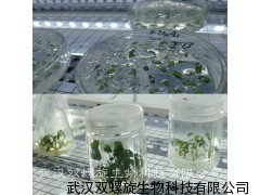 组培架，无凝水，产品
