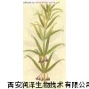 黄精提取物