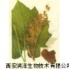 大黄提取物