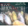 水下拍摄网箱，网箱生物观测，水产养殖水下观测