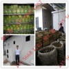 菜籽烘干机 罗汉果烘干机