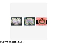 HHXDT-620E   浙江   端子压接剖面分析仪