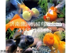 膨化浮水鱼饲料机械设备，膨化浮水鱼饲料生产线