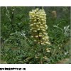 牧马豆分离金雀花碱98%Cytisine 浩翔生物专业生产商