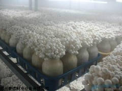 食用菌類(lèi)冷庫(kù)|菌類(lèi)冷庫(kù)安裝