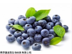 藍(lán)莓濃縮粉/藍(lán)莓提取物/藍(lán)莓粉