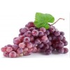 葡萄浓缩粉/葡萄提取物/葡萄粉