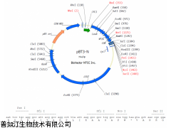 pBT，細菌雙雜交，pBT載體