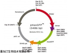 pJL23谷氨酸棒狀桿菌表達載體質粒