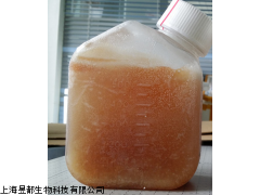 gibco 1600-044胎牛血清价格