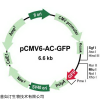 AcGFP1