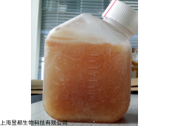 gibco南美胎牛血清10270-106