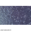 hFOB 1.19,人SV40轉染成骨細胞