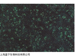 C2C12；小鼠成肌細(xì)胞