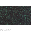 C2C12；小鼠成肌細(xì)胞