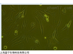 MRC-5；人胚肺細(xì)胞