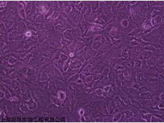 hCMEC/D3永生化人脑微血管内皮细胞